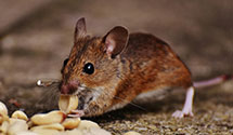 24 Hour & Emergency Exterminators in N L R, AR